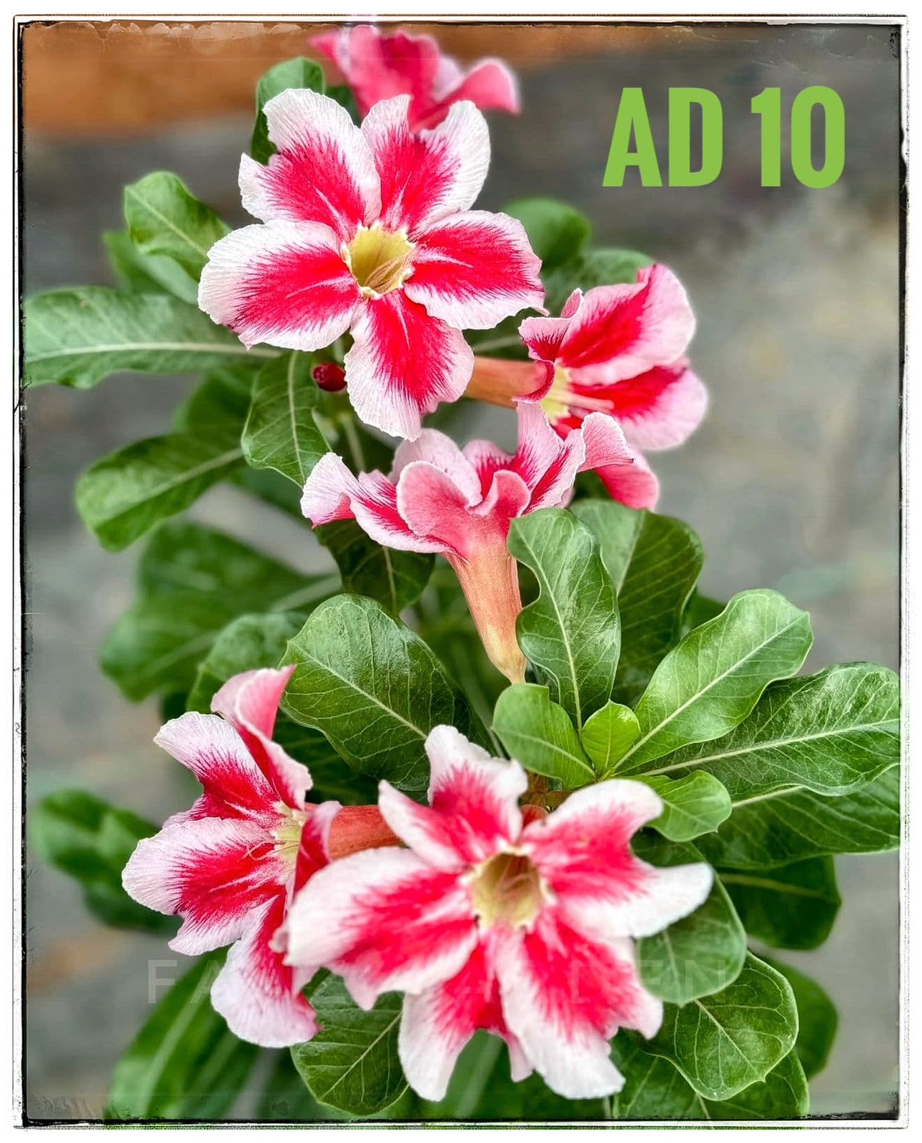 Combo offers - image 2