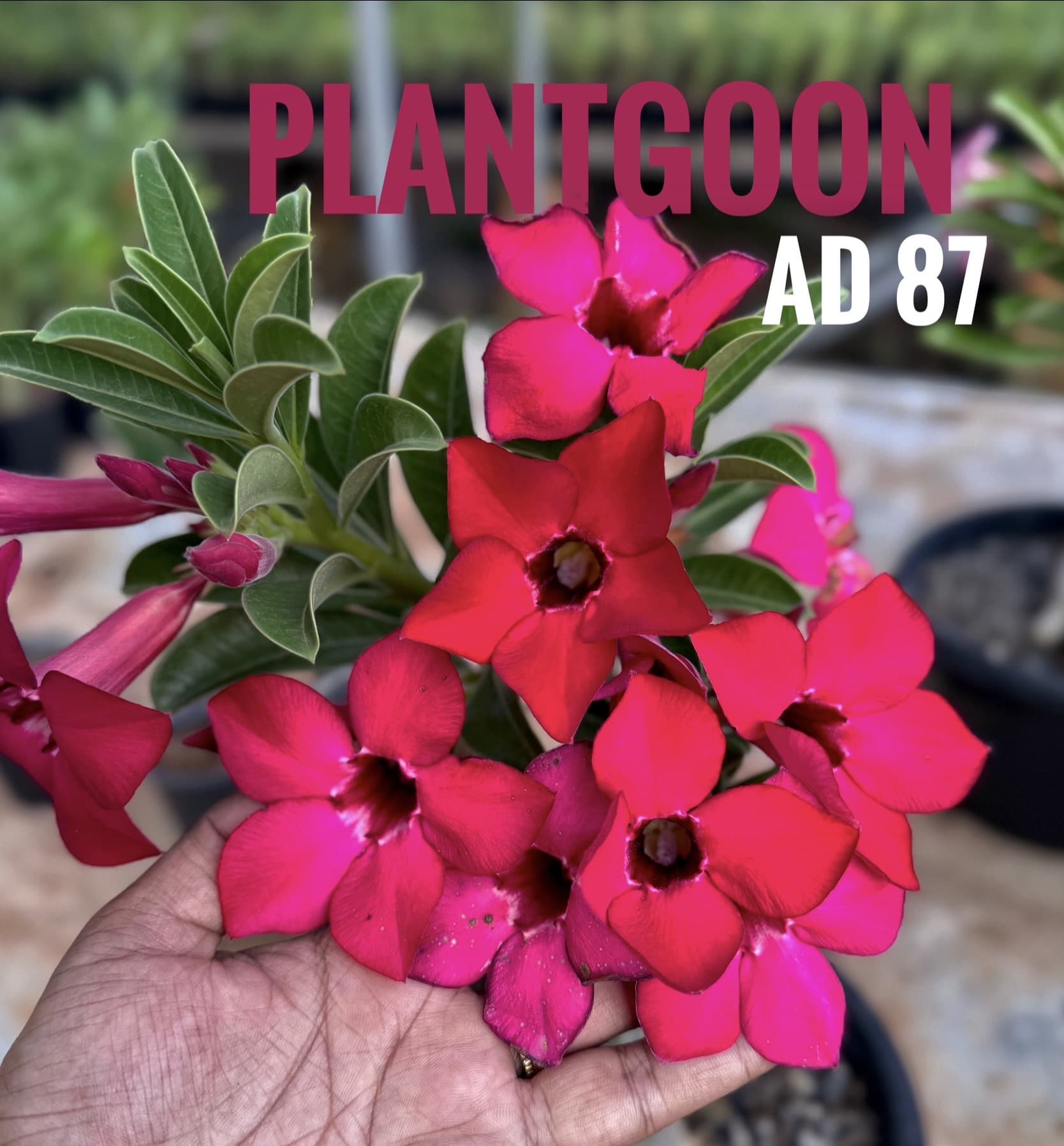 PLANTGOON AD 87
