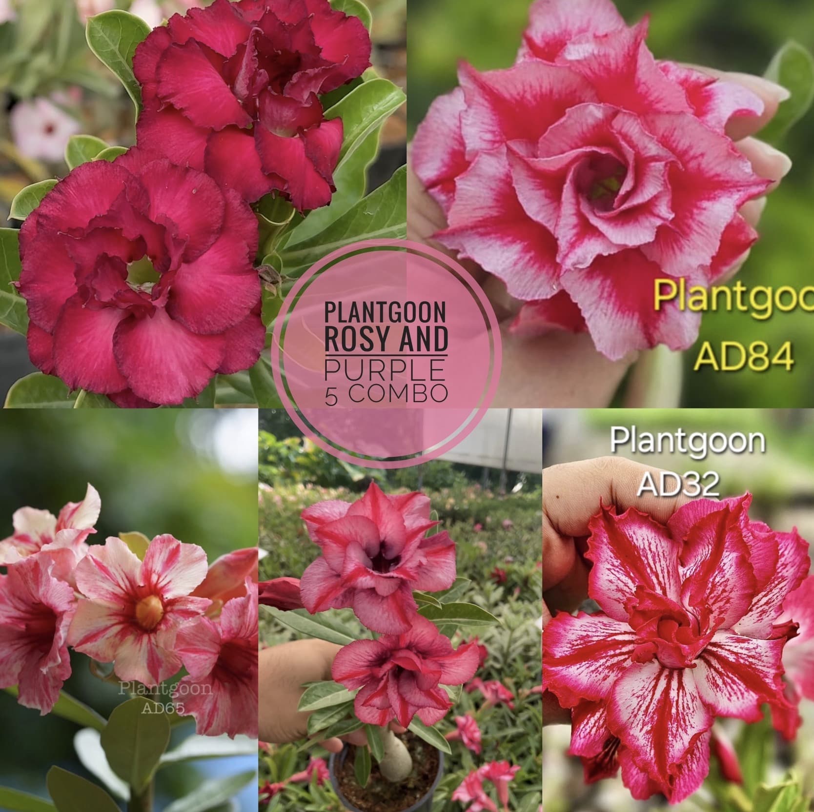 PLANTGOON ROSY & PURPLE 5 COMBO