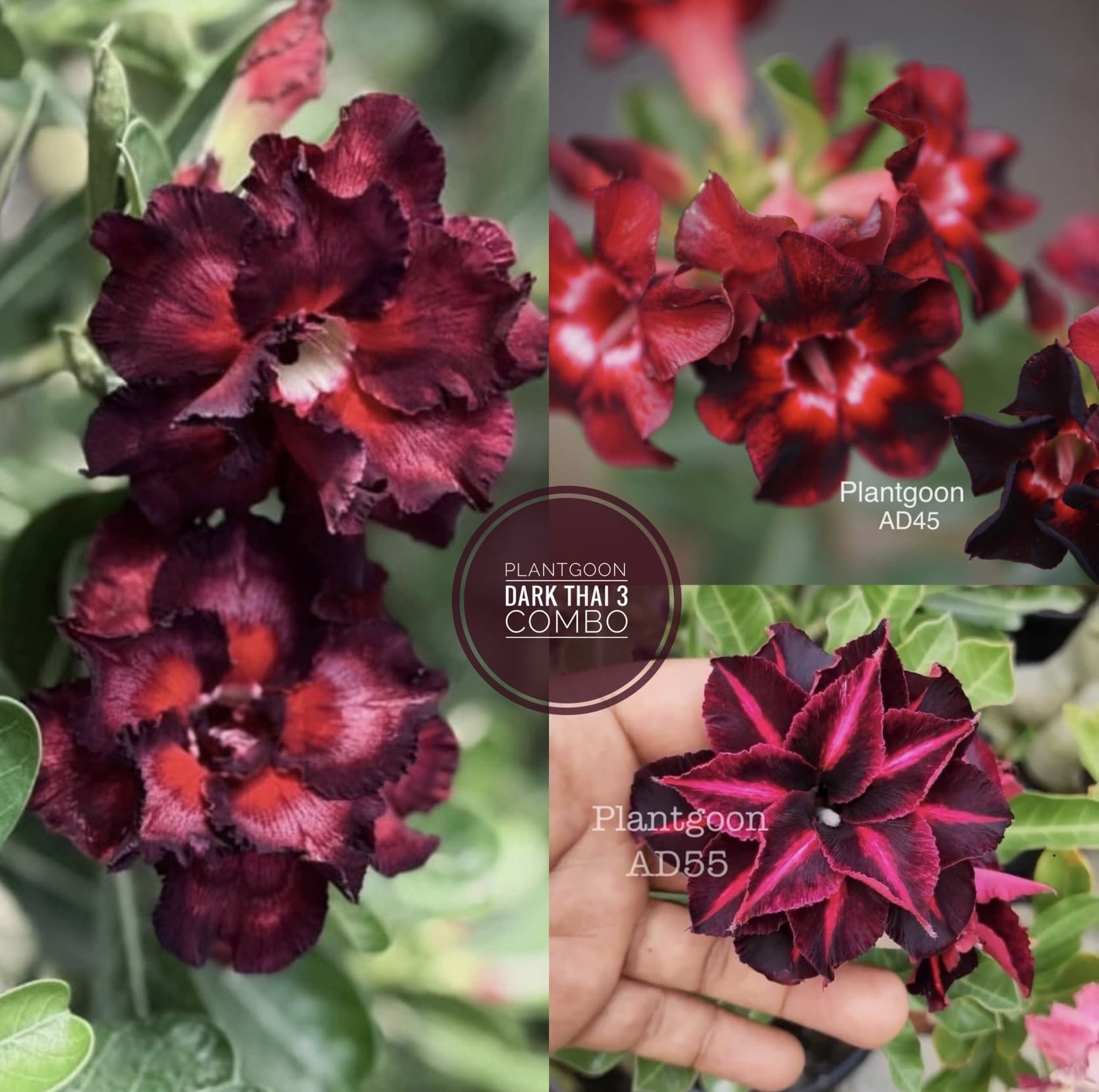 PLANTGOON BLACK THAI 3 COMBO