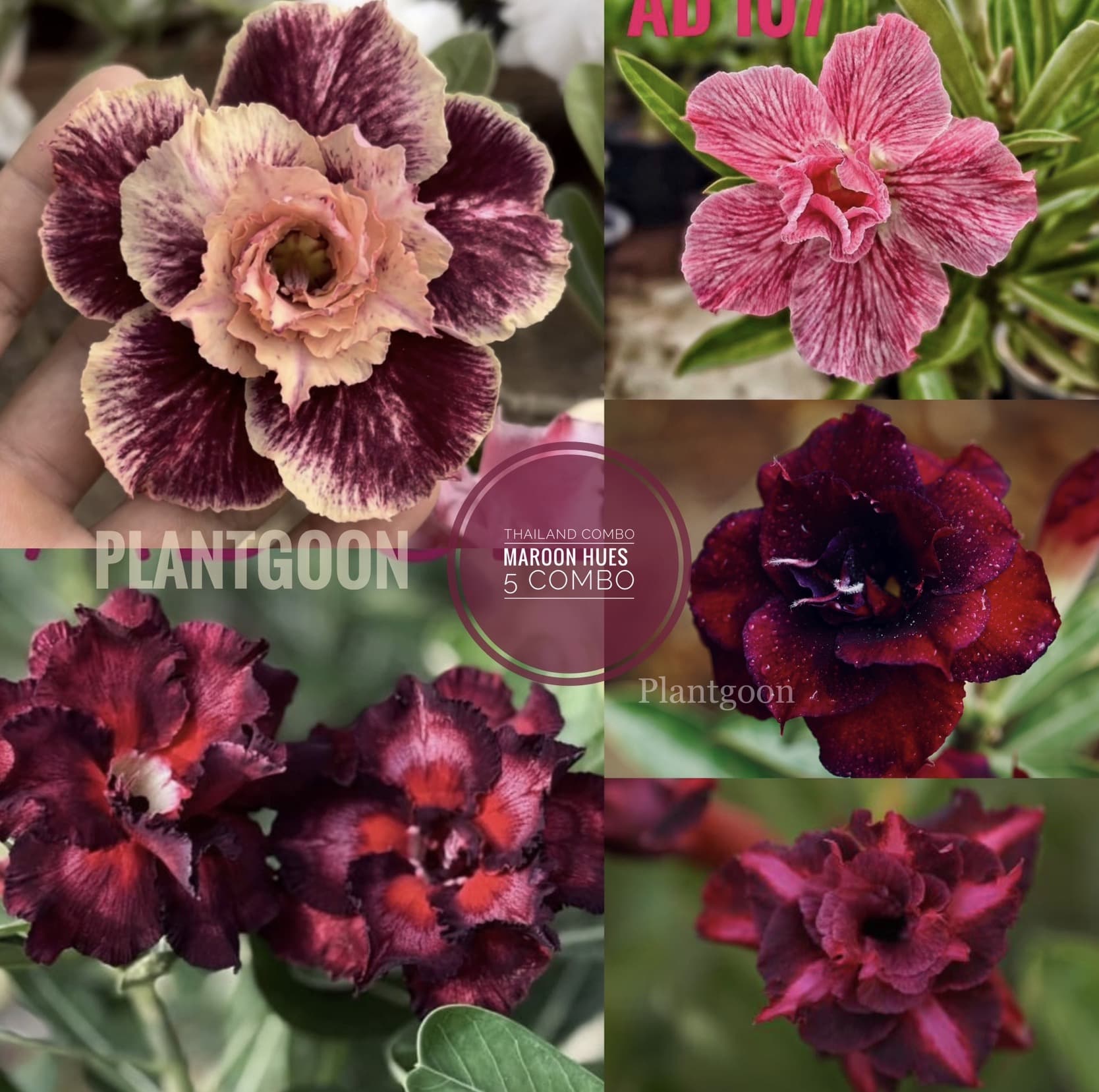 PLANTGOON MAROON HUES 5 COMBO