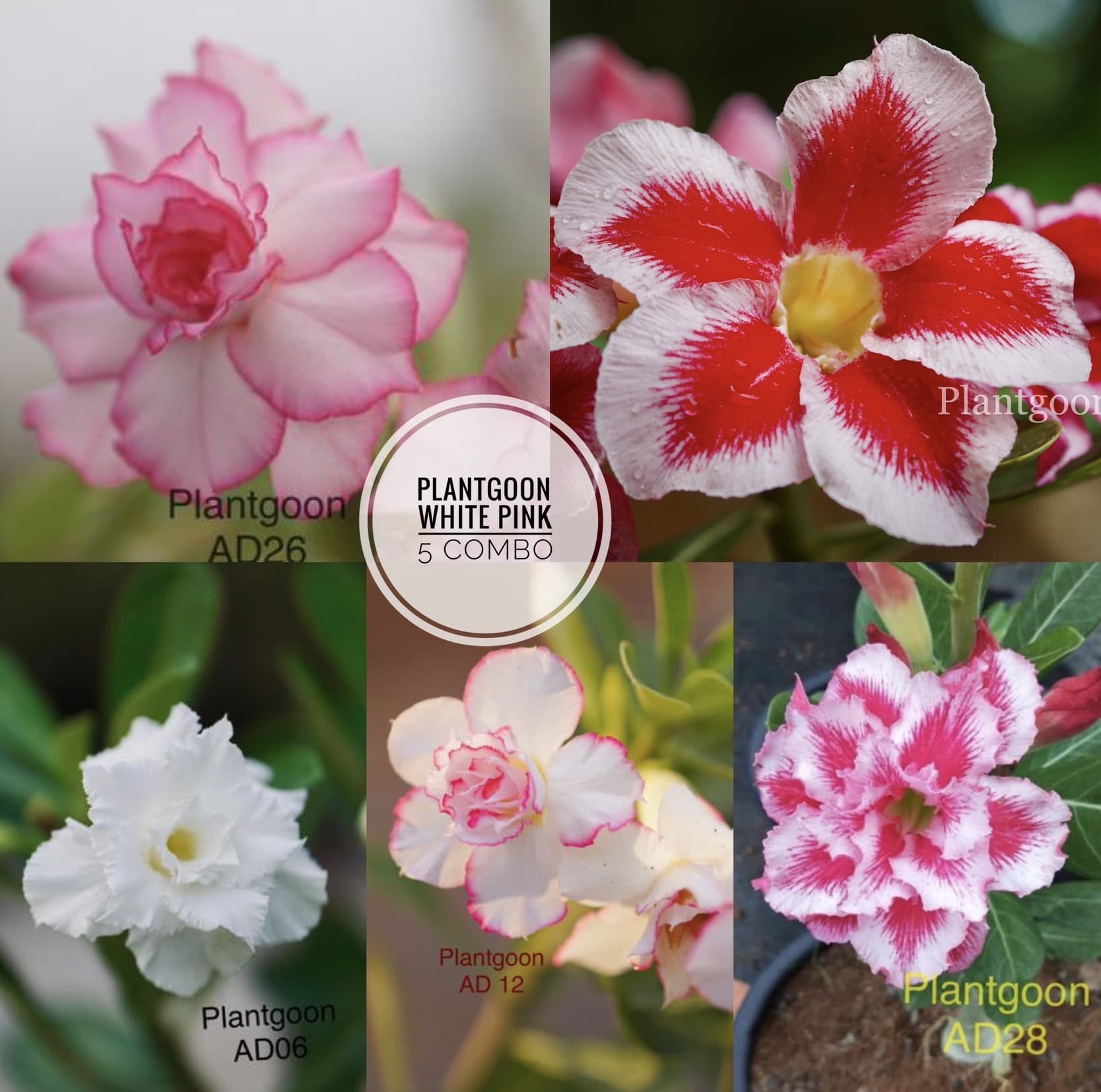 PLANTGOON WHITE PINK 5 COMBO