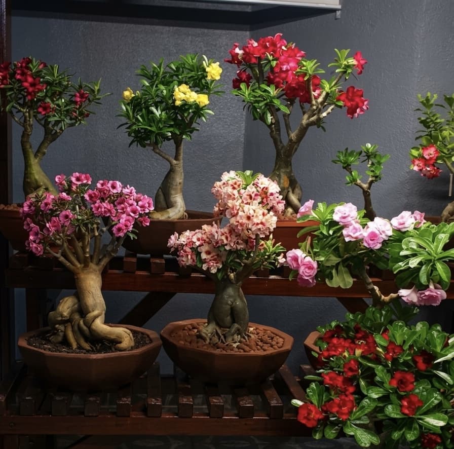 Adenium Mother Plants