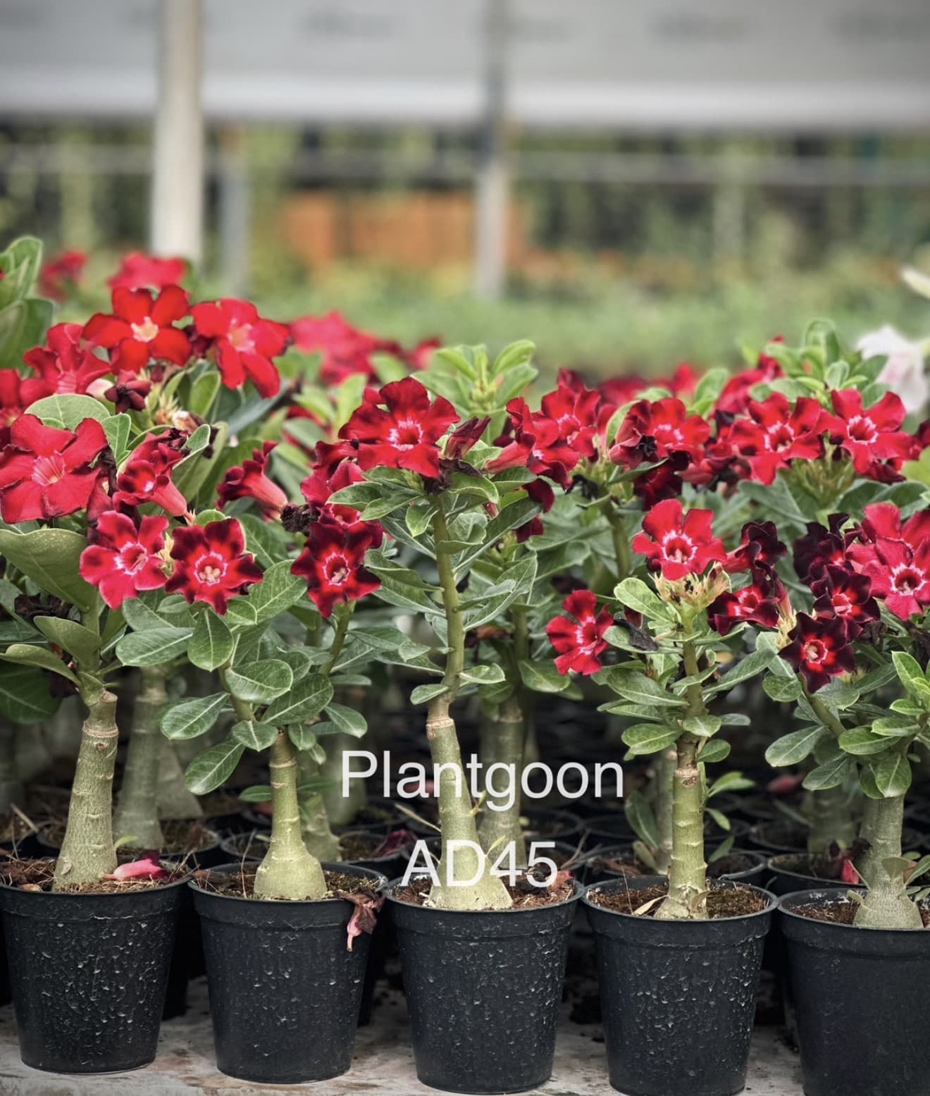 ADENIUM DISCOUNTED COMBOS - image 2