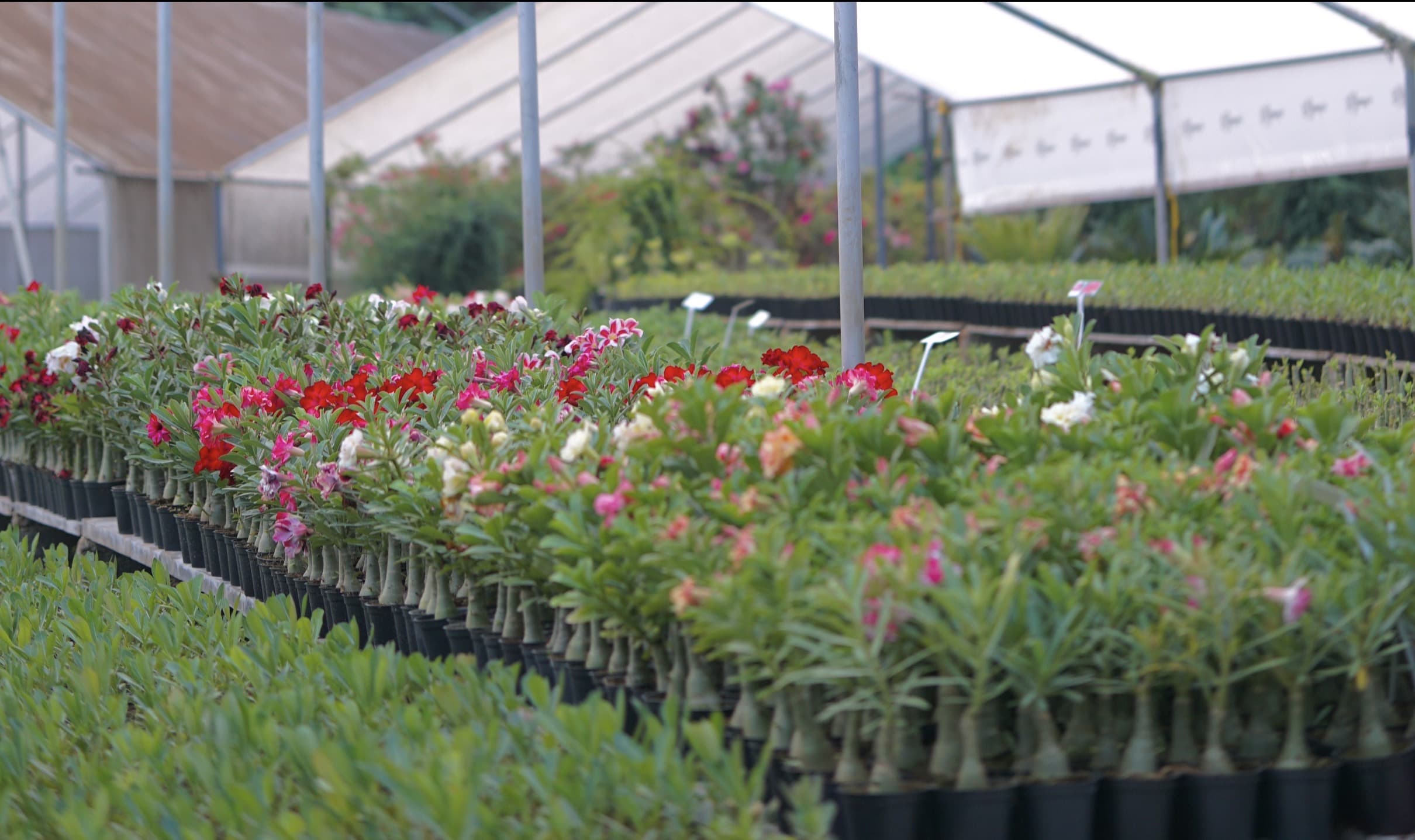 ADENIUM DISCOUNTED COMBOS - image 3