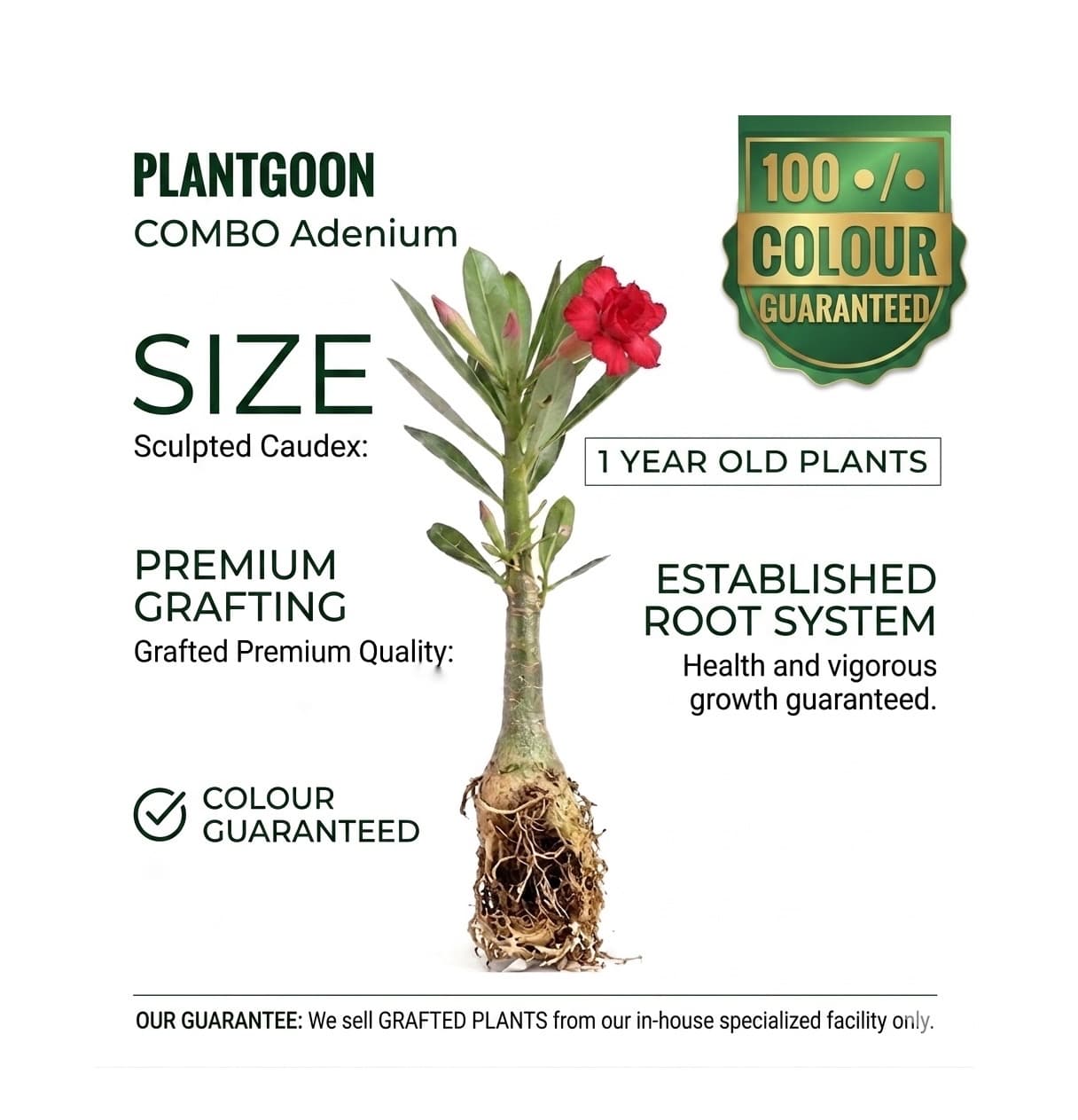 Combo offers - image 3