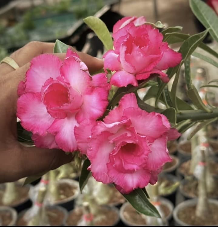 PLANTGOON AD 30