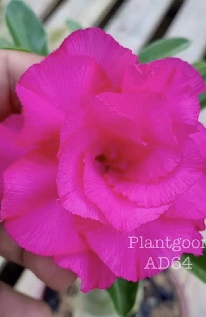PLANTGOON AD 64