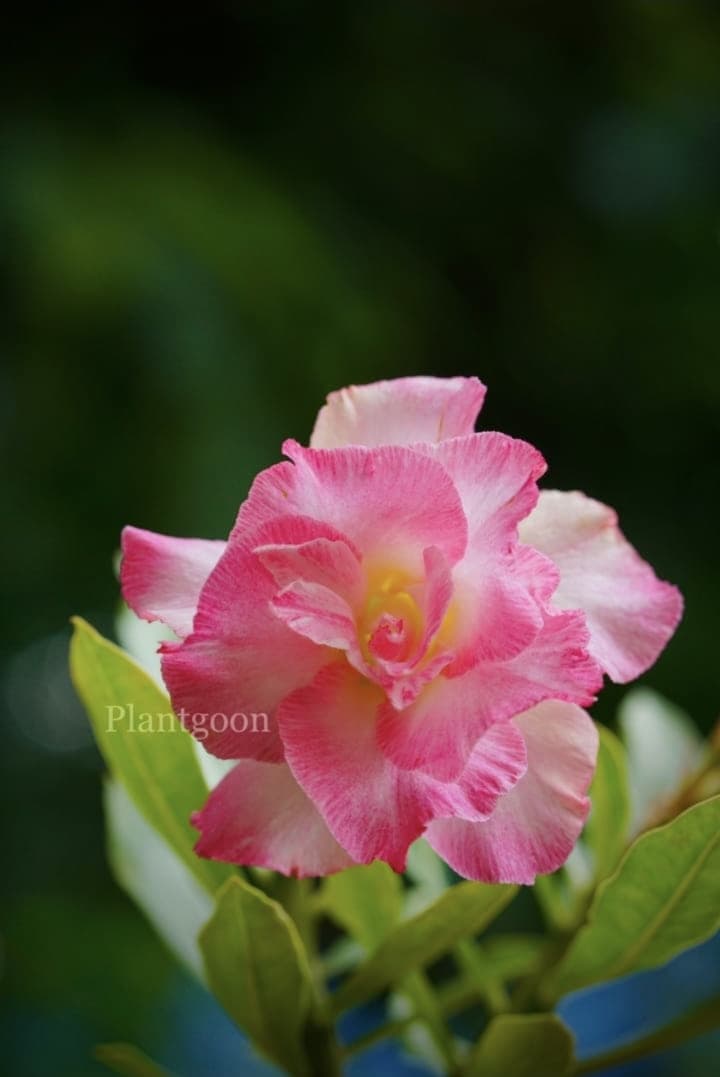 PLANTGOON AD 52
