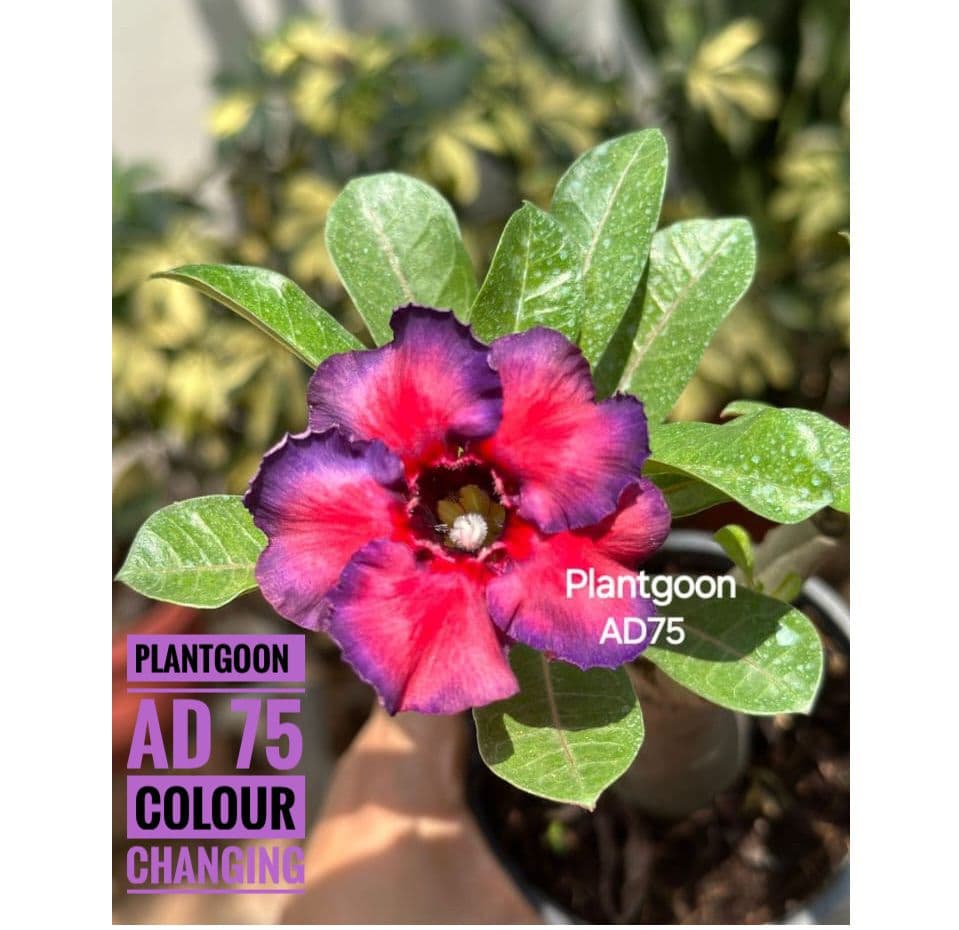 PLANTGOON AD 75