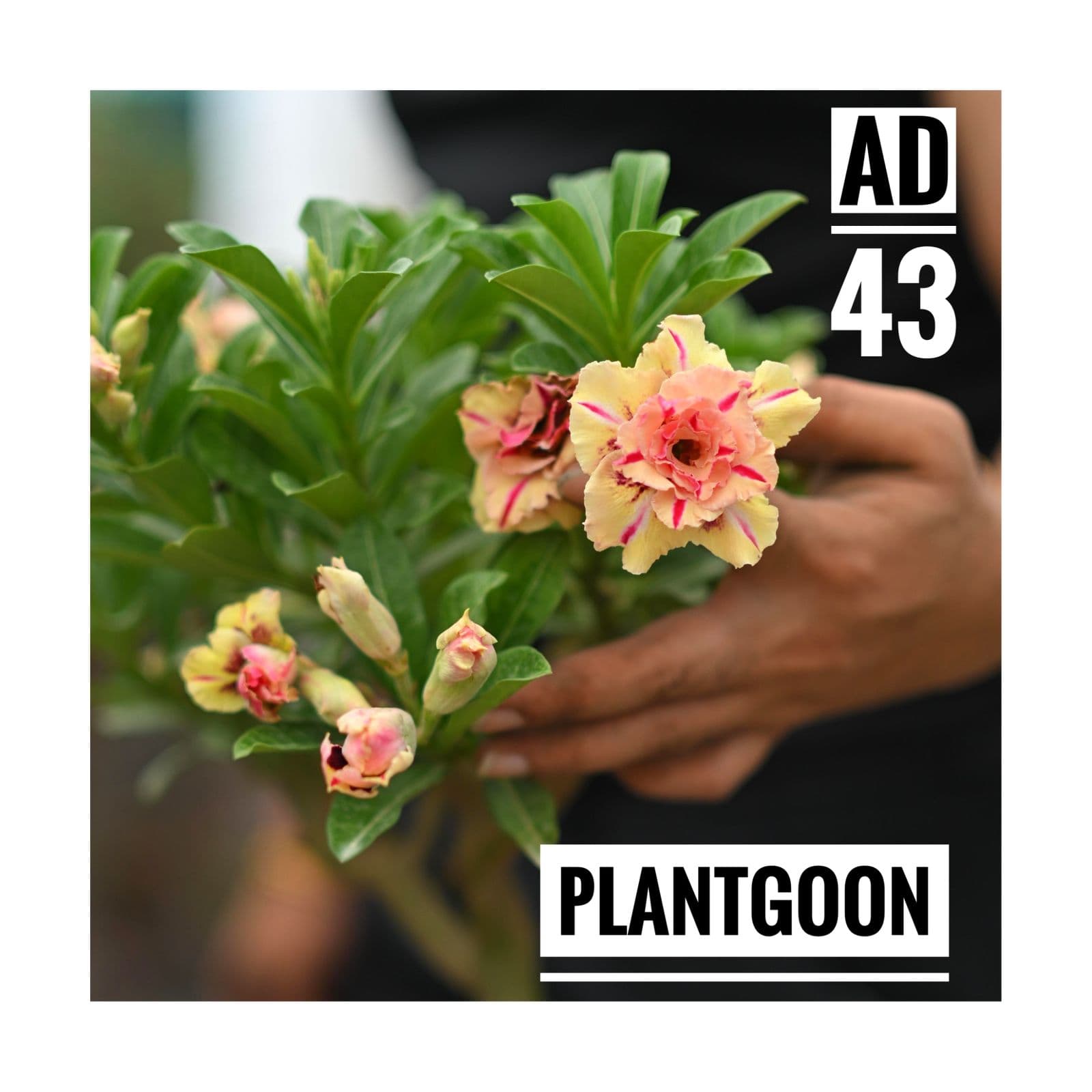 PLANTGOON AD 43