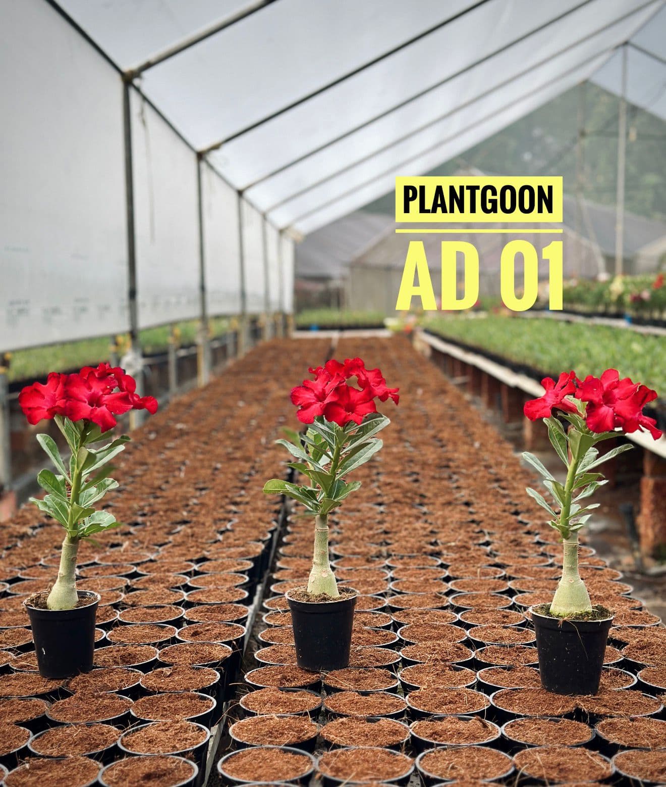 PLANTGOON AD 01